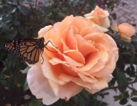 so much beauty here at home