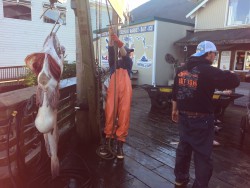 This one weighed 50 lbs